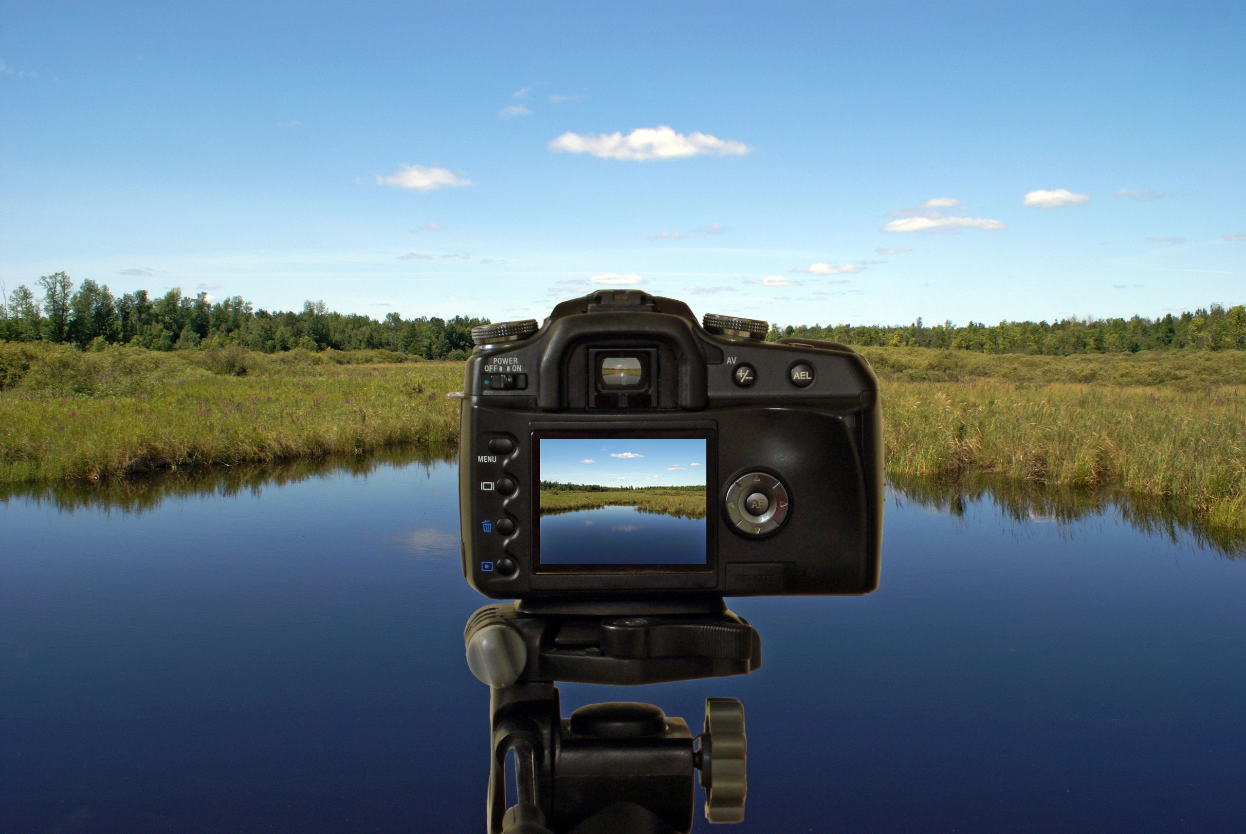 Creative composition with forest and sky